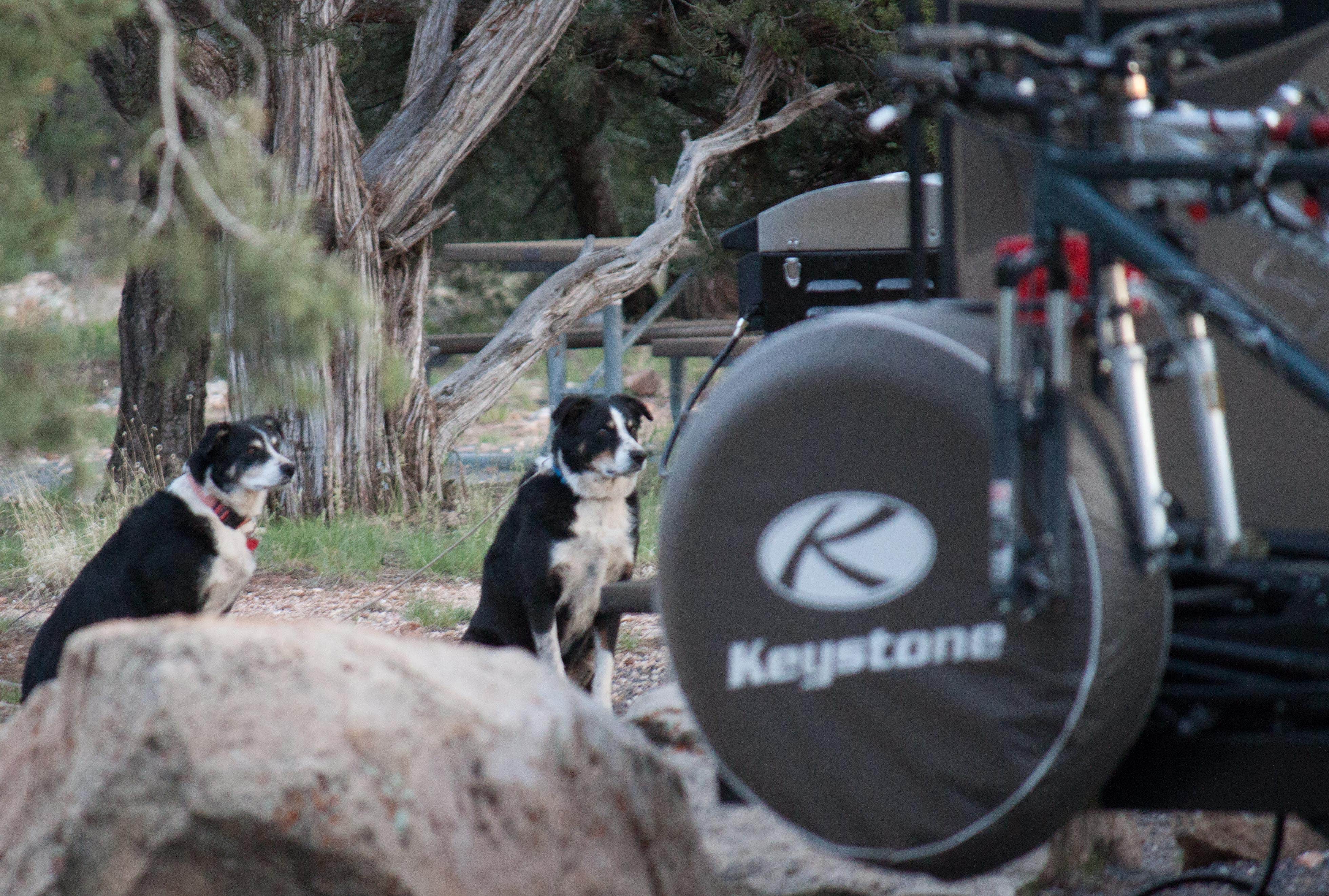 Tara S.'s photo of camping with pets at Desert View Campground — Grand Canyon National Park near Gray Mountain, AZ