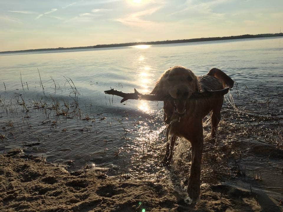 Camper submitted image from Carolina Beach State Park Campground - 1