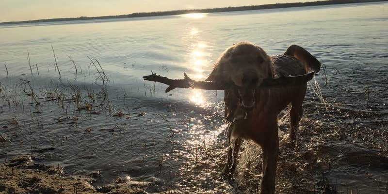 Camper submitted image from Carolina Beach State Park Campground