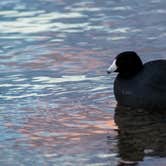 Review photo of Lake Havasu State Park Campground by Tara S., October 30, 2017