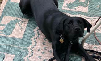 Elizabeth G.'s photo of camping with pets at Jones RV Park near Acworth, GA