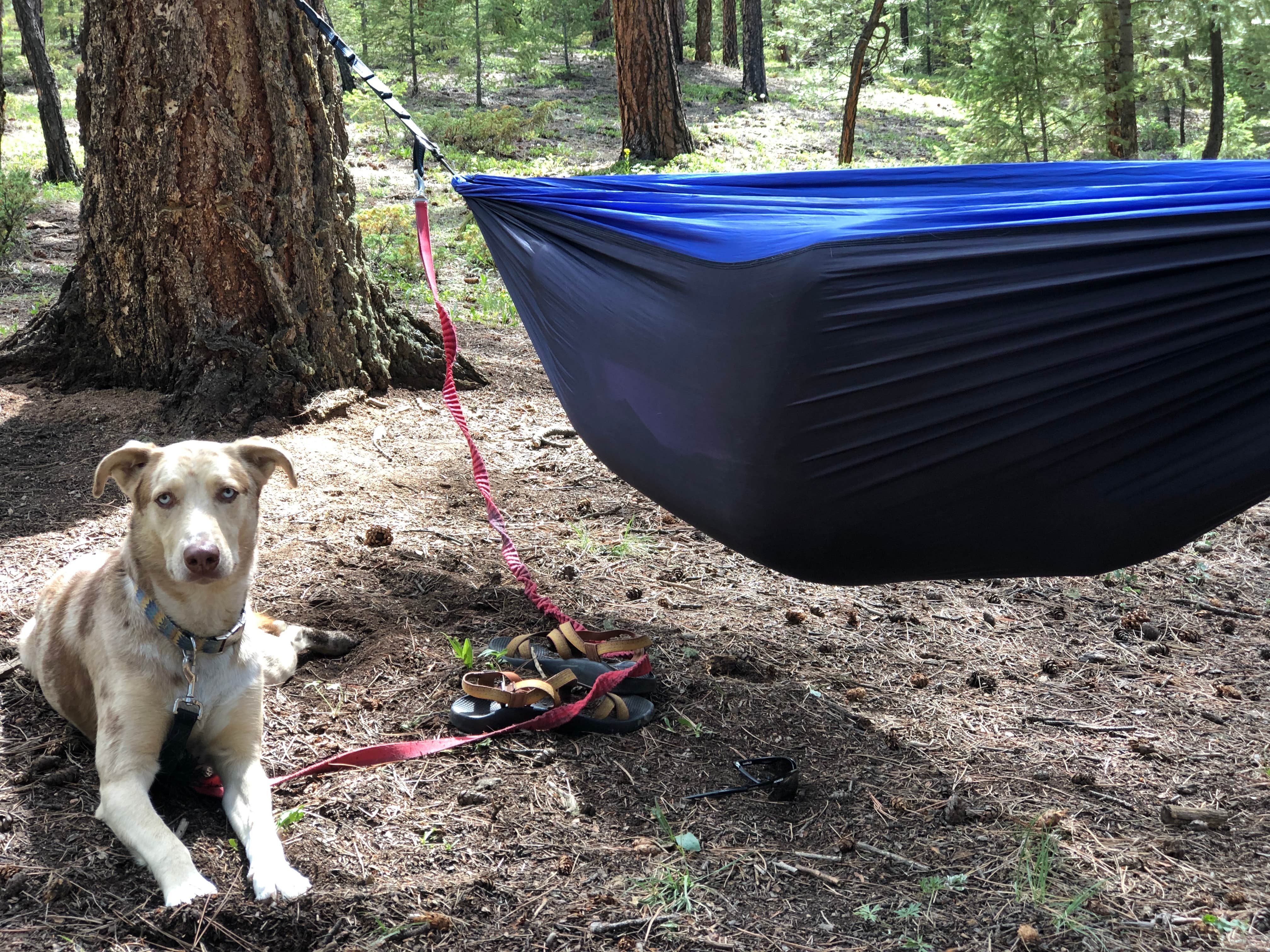 Hayley K.'s photo of camping with pets at Buffalo Campground near Bailey, CO
