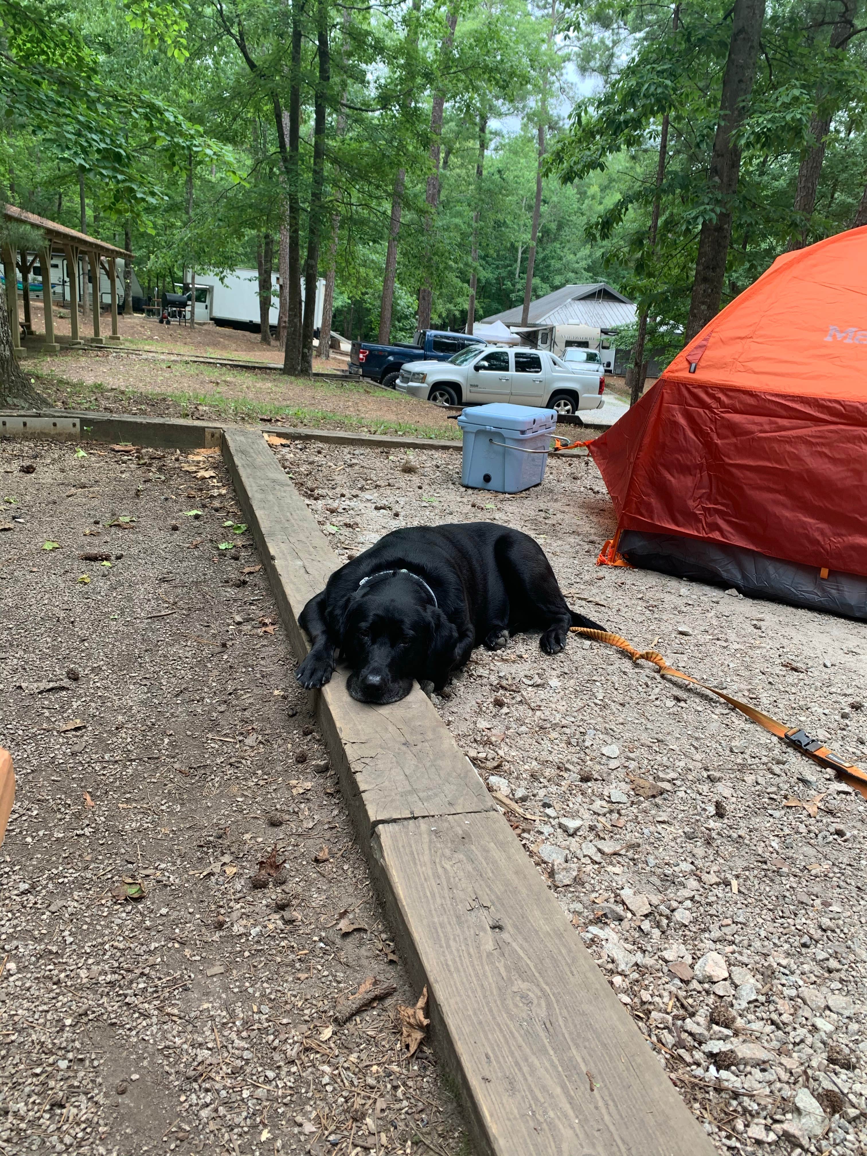 Elizabeth G.'s photo of camping with pets at Franklin D Roosevelt State Park Campground near Columbus, GA