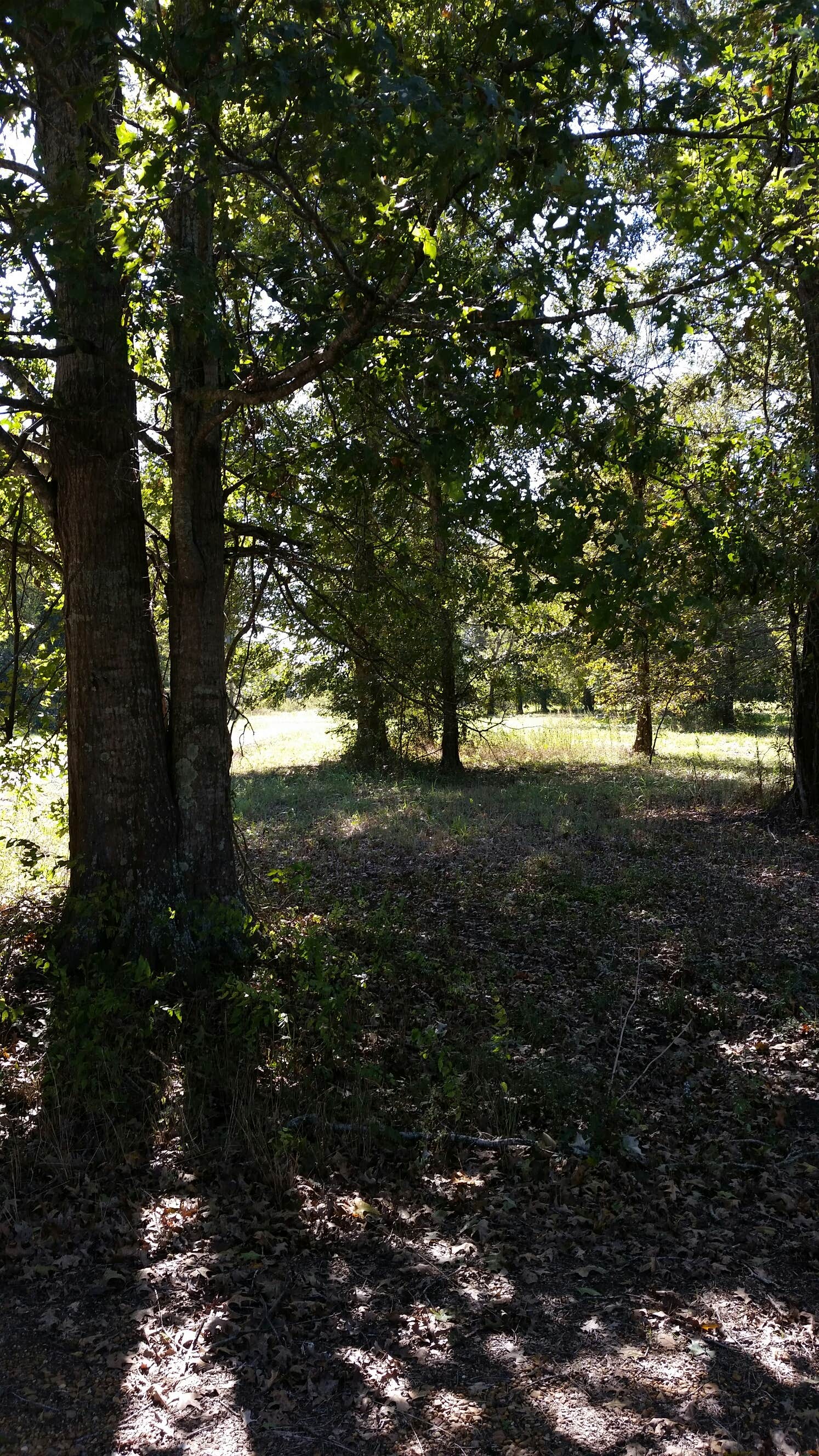 Camper submitted image from Richard K Yancy Yakey Rd Campground - 3