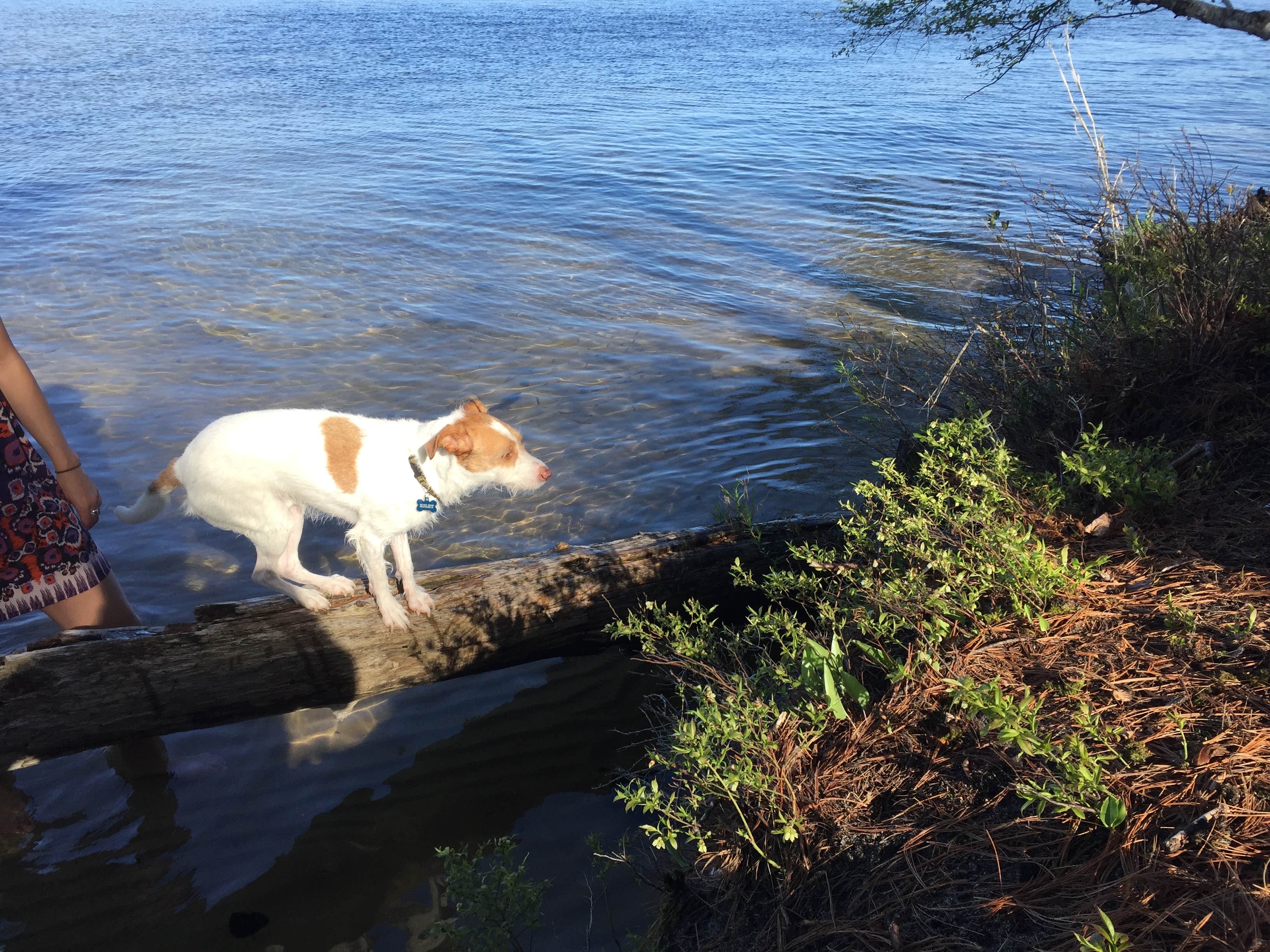 Bill W.'s photo of camping with pets at Lake Margrethe State Forest Campground near Gaylord, MI