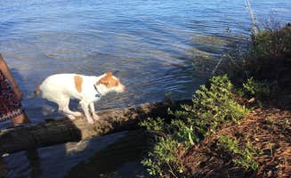 Bill W.'s photo of camping with pets at Lake Margrethe State Forest Campground near Frederic, MI