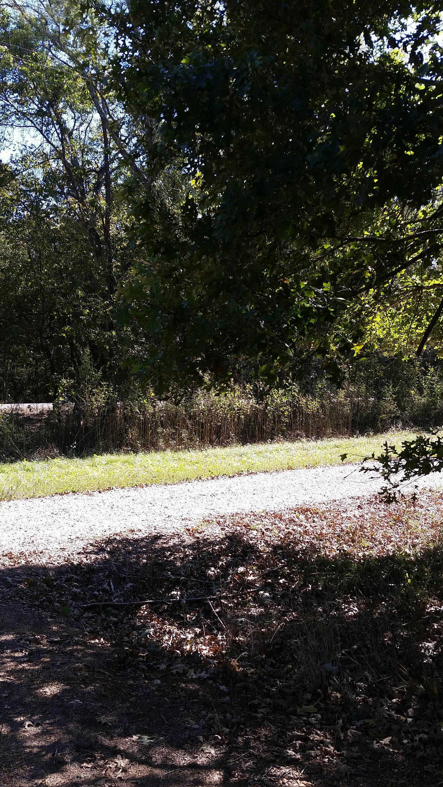 Camper-submitted photo at Richard K Yancy Yakey Rd Campground near Sicily Island, LA