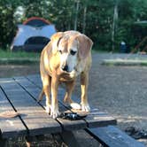 Review photo of Superior National Forest Iron Lake Campground by Jennifer H., June 23, 2020