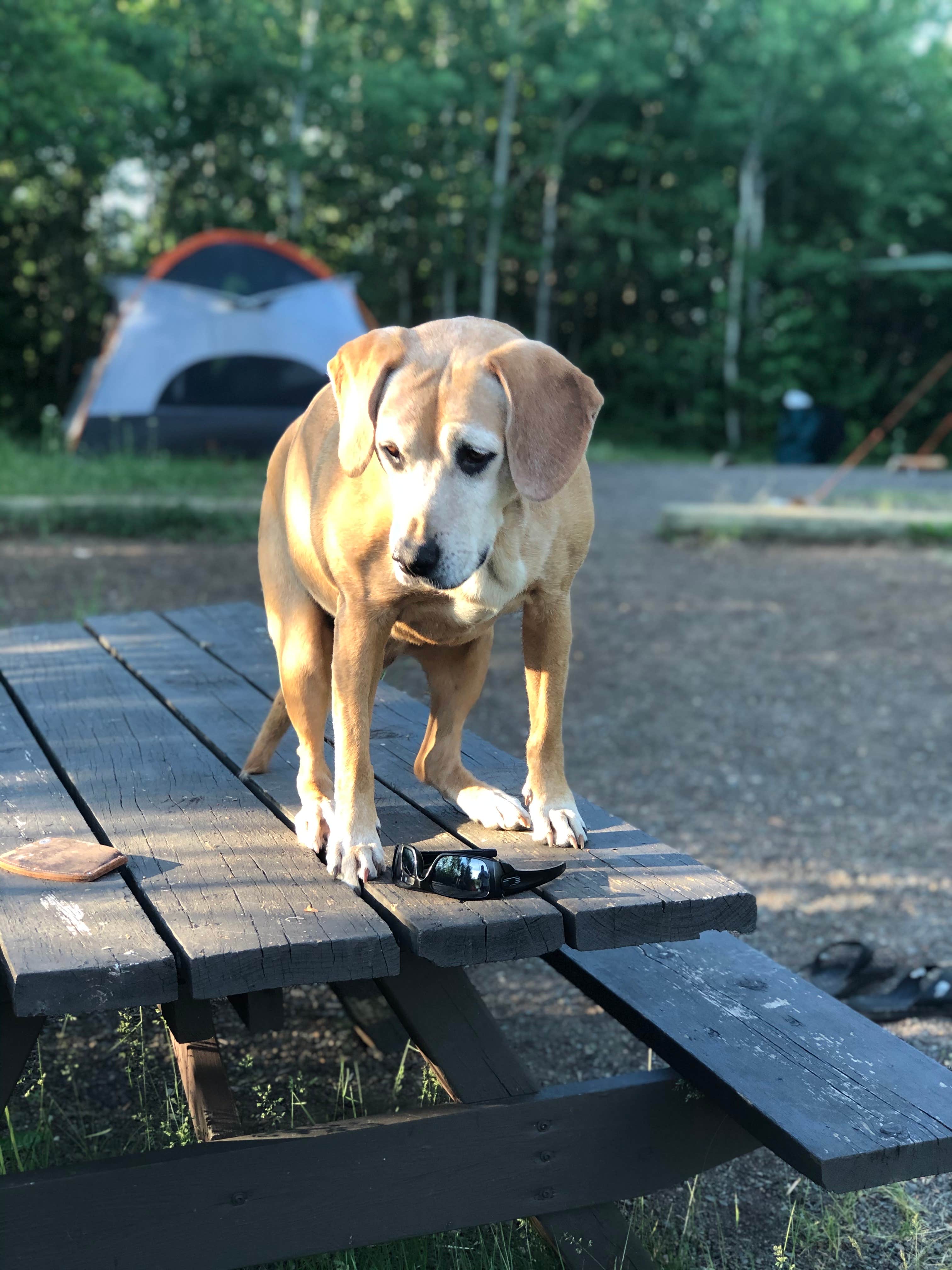 Camper submitted image from Superior National Forest Iron Lake Campground - 3