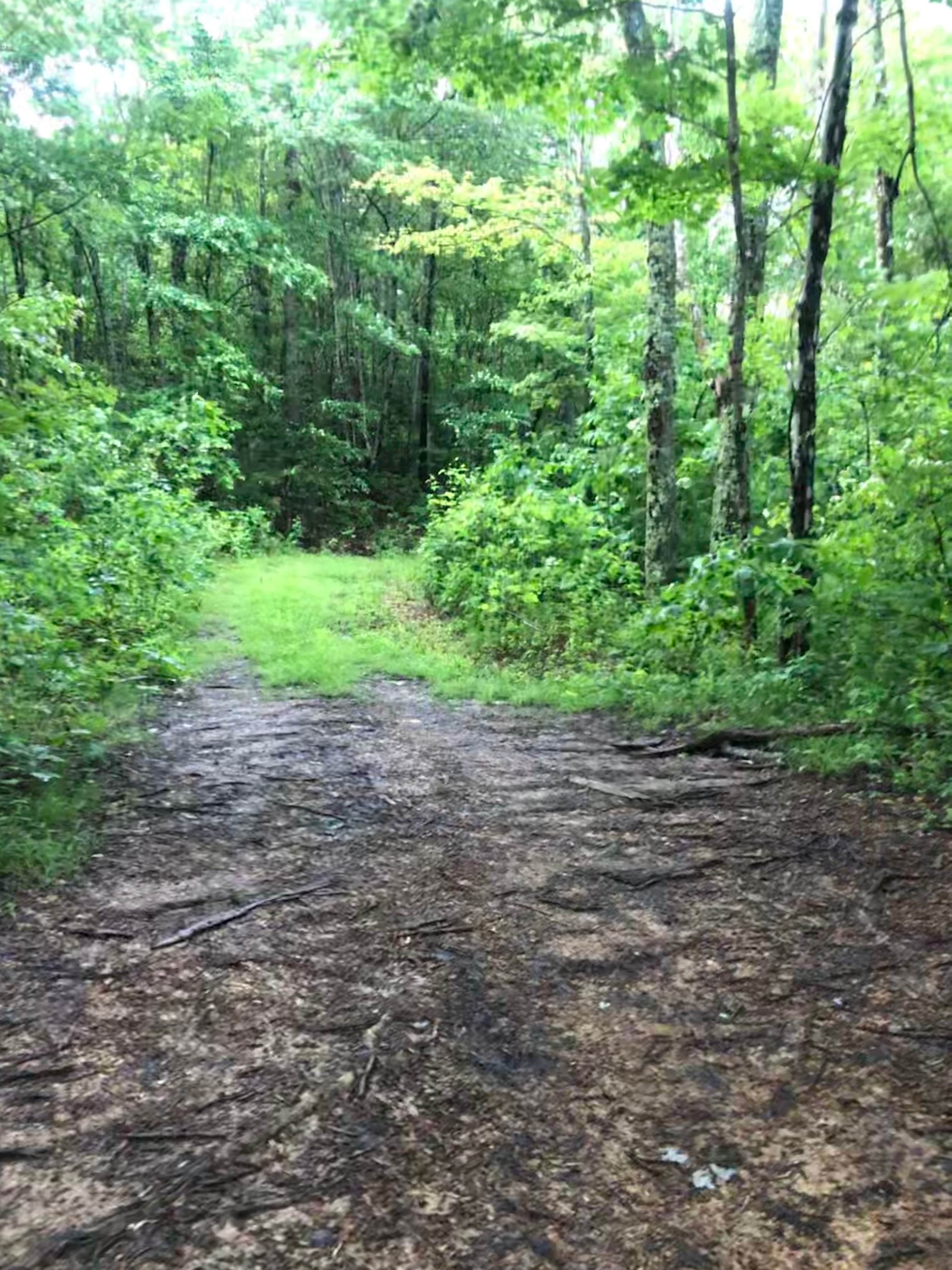 Camper submitted image from North Cumberland WMA- Royal Blue Unit - 5