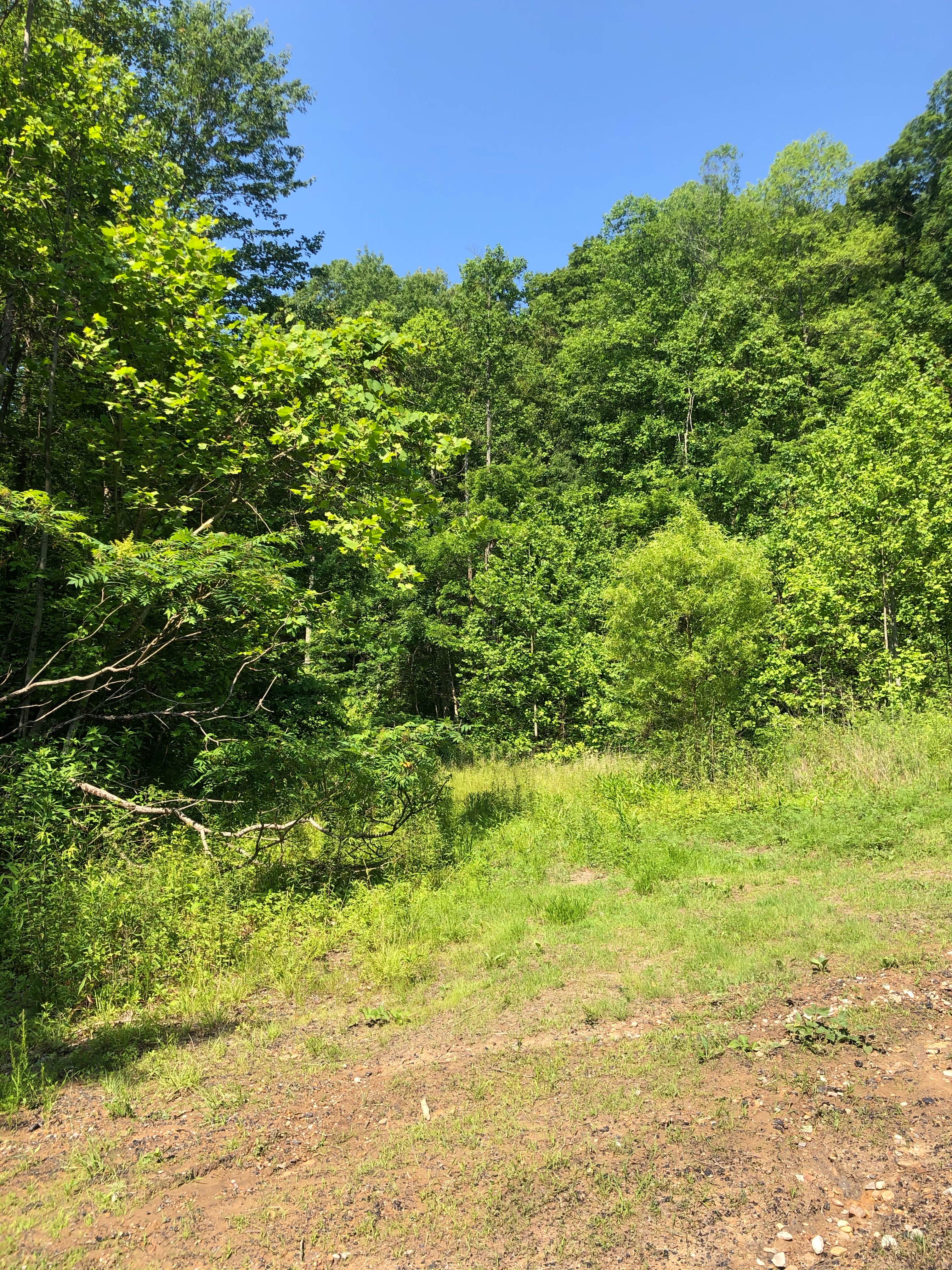 Camper-submitted photo at North Cumberland WMA- Royal Blue Unit near Pioneer, TN