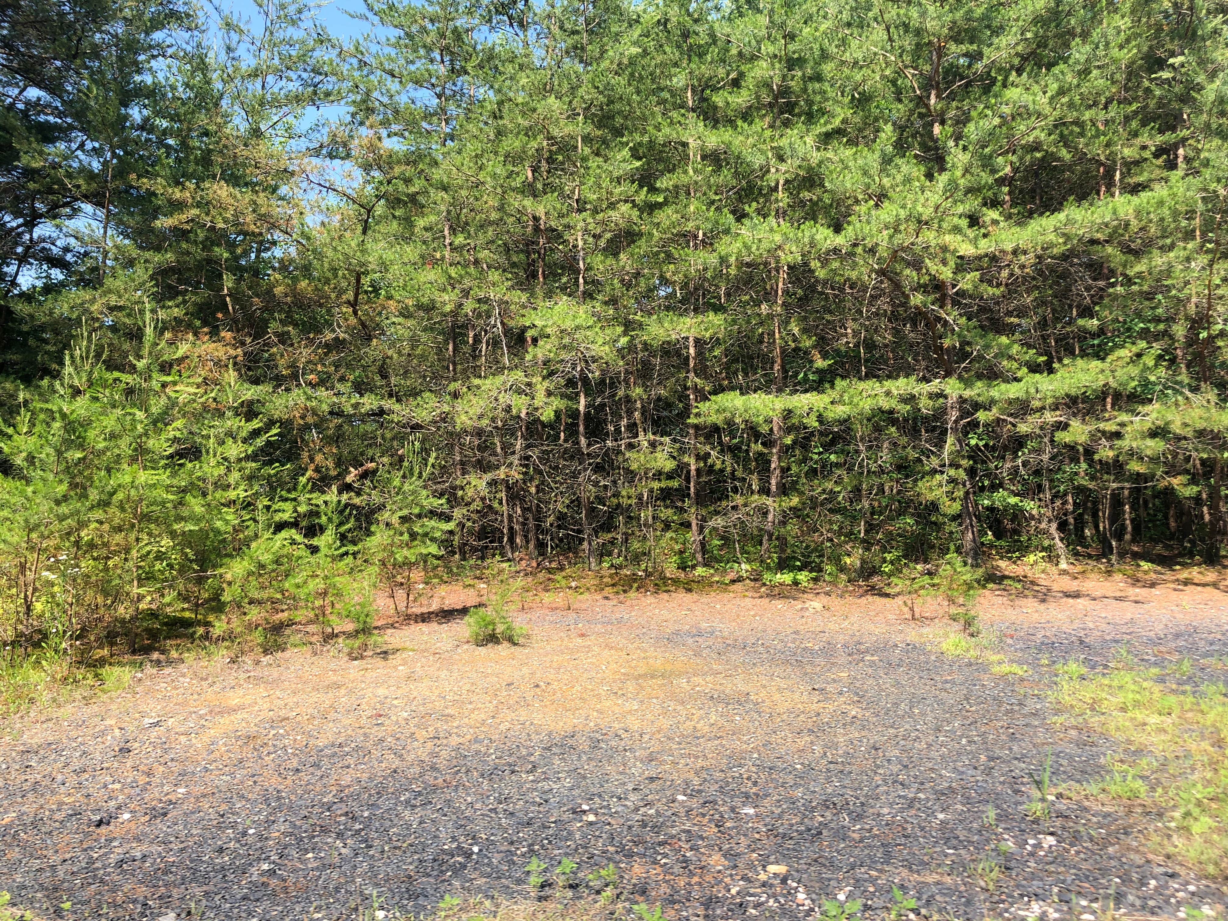 Camper-submitted photo at North Cumberland WMA- Royal Blue Unit near Clinton, TN