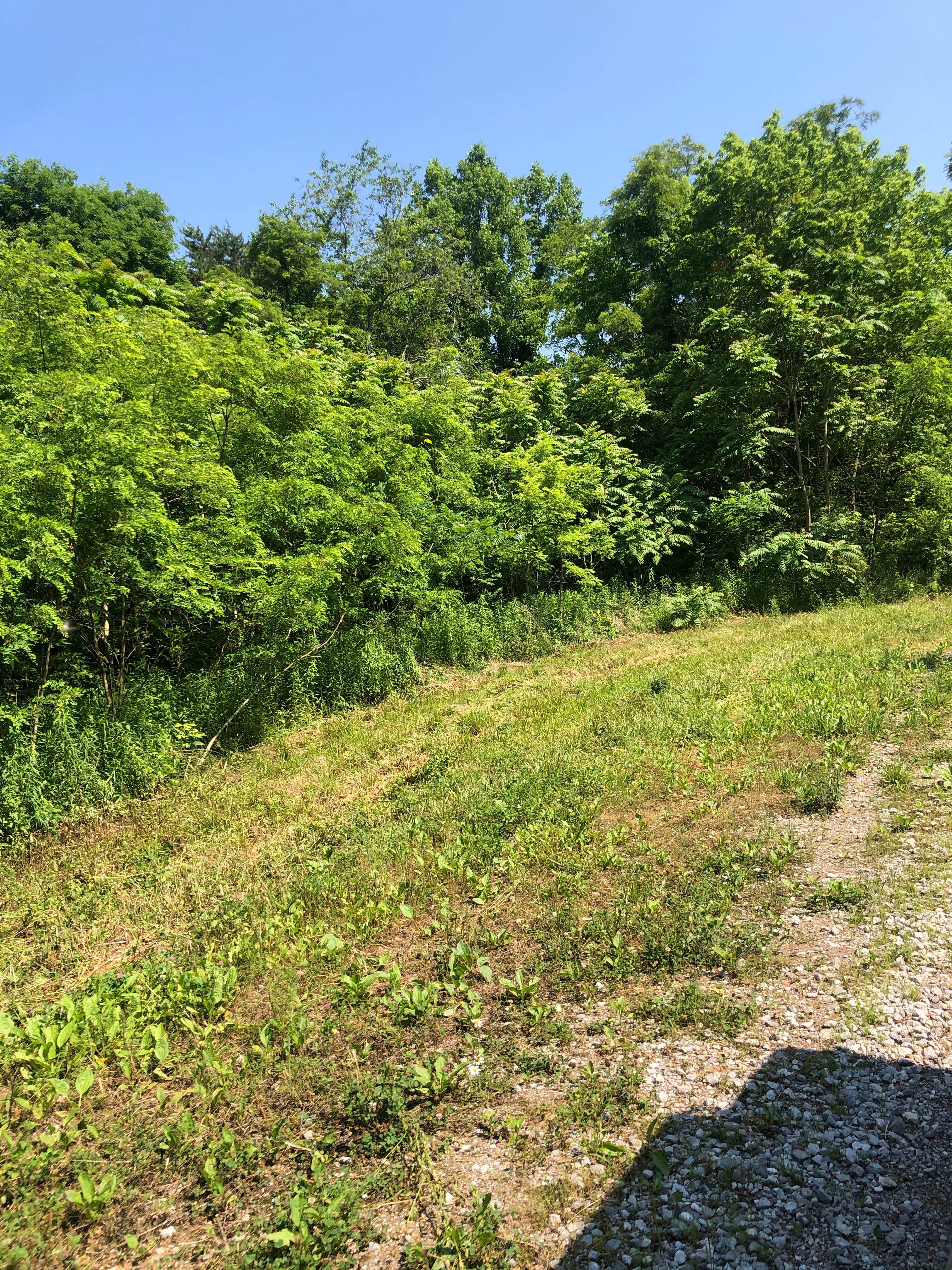 Camper-submitted photo at North Cumberland WMA- Royal Blue Unit near Clinton, TN