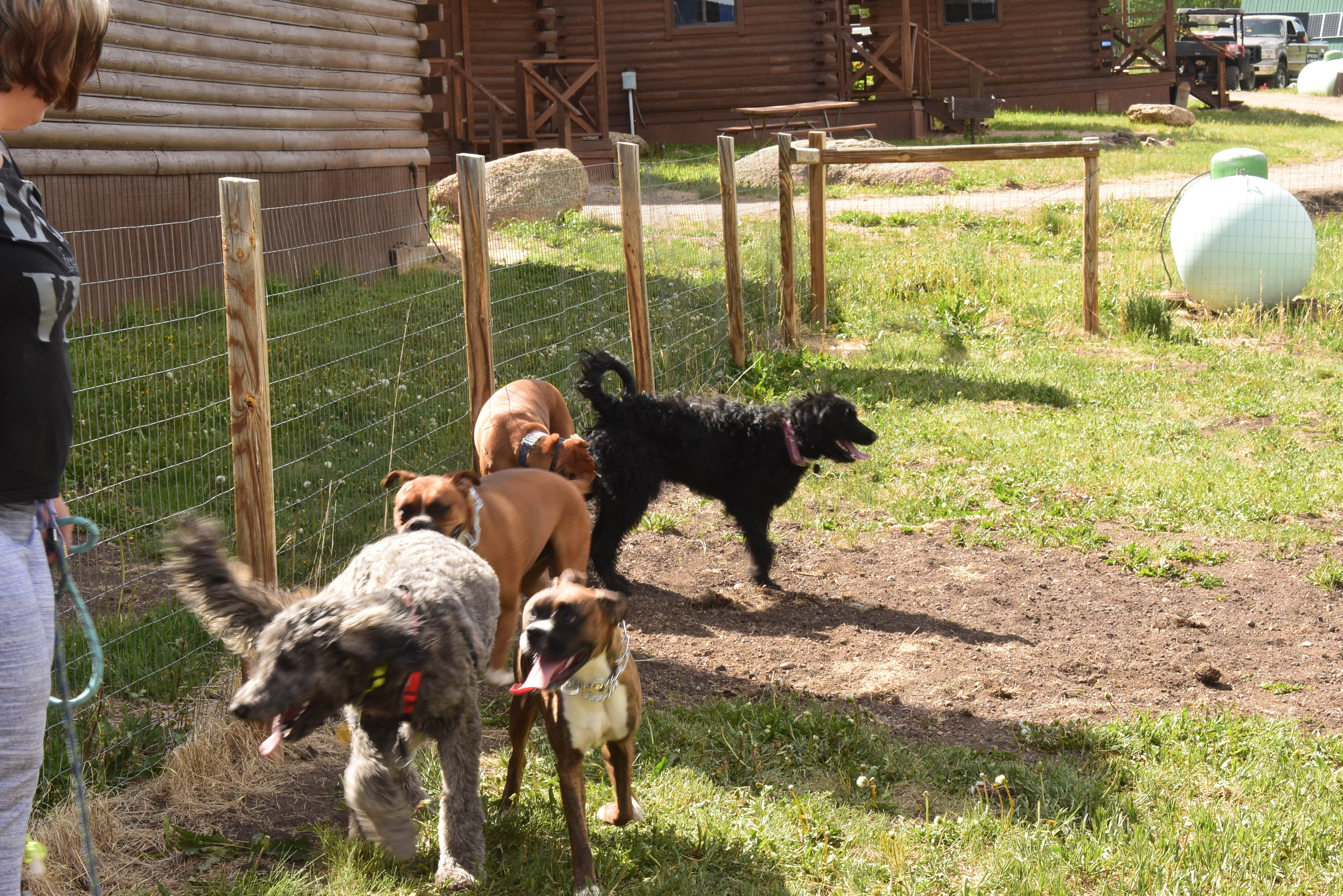 David Y.'s photo of camping with pets at Aspen Acres Campground near Westcliffe, CO