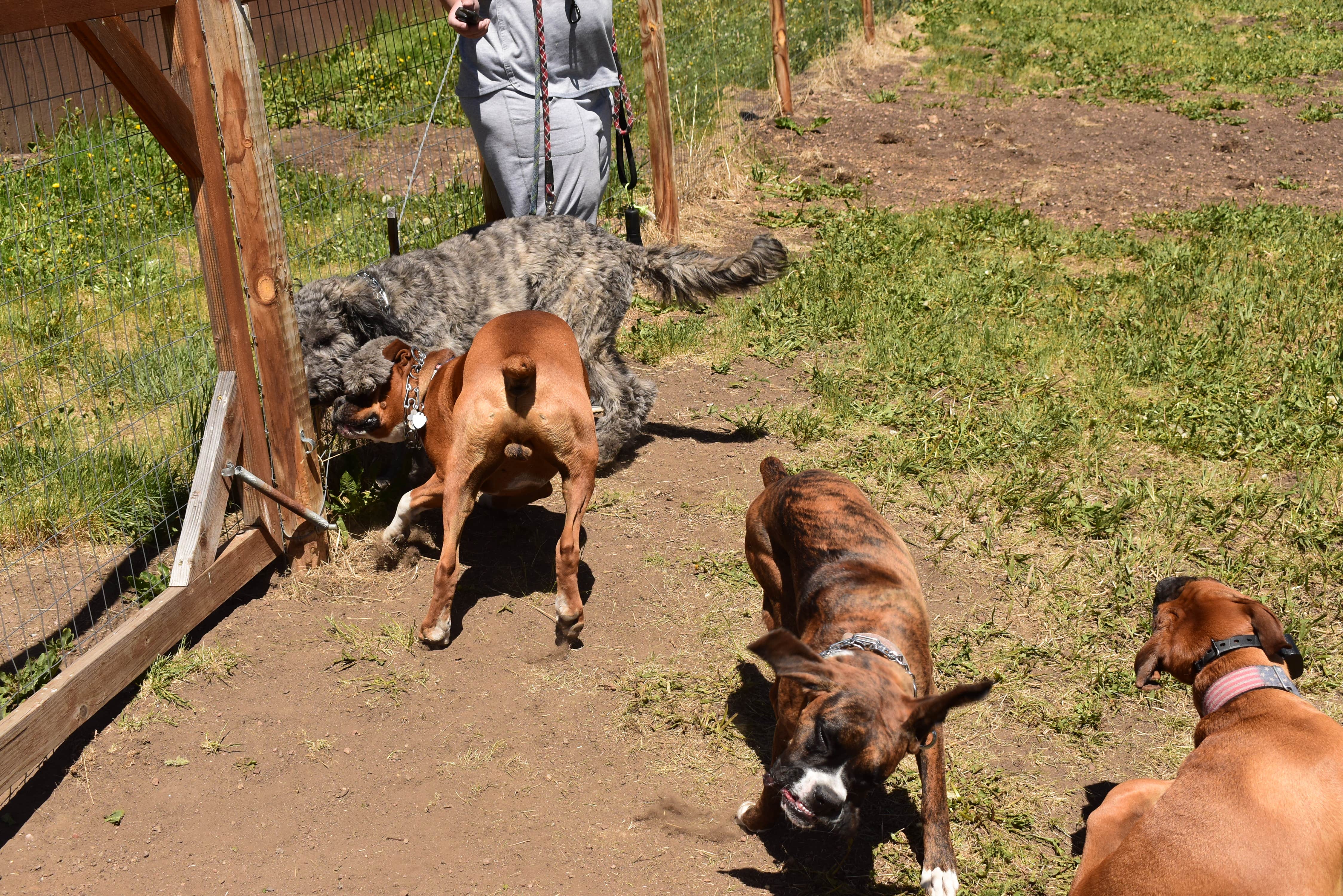 David Y.'s photo of camping with pets at Aspen Acres Campground near Westcliffe, CO