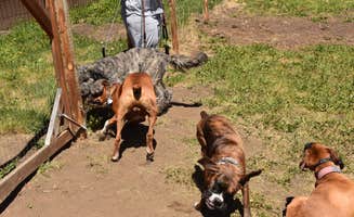David Y.'s photo of camping with pets at Aspen Acres Campground near Gardner, CO