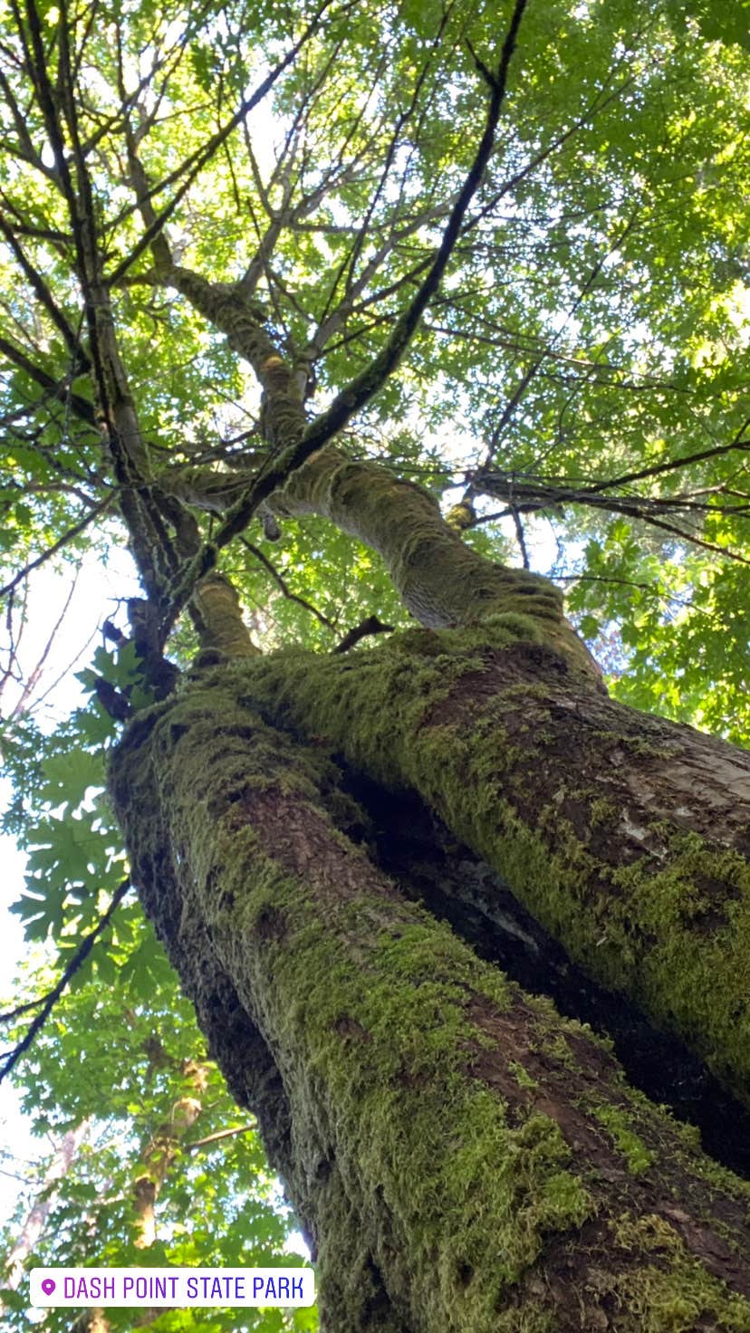 Camper-submitted photo at Dash Point State Park Campground in Washington