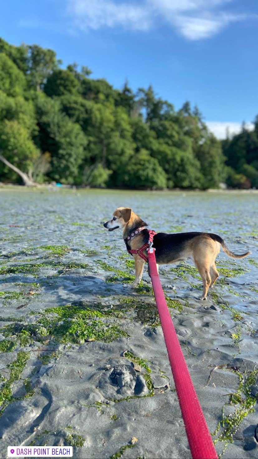 Camper-submitted photo at Dash Point State Park Campground in Washington