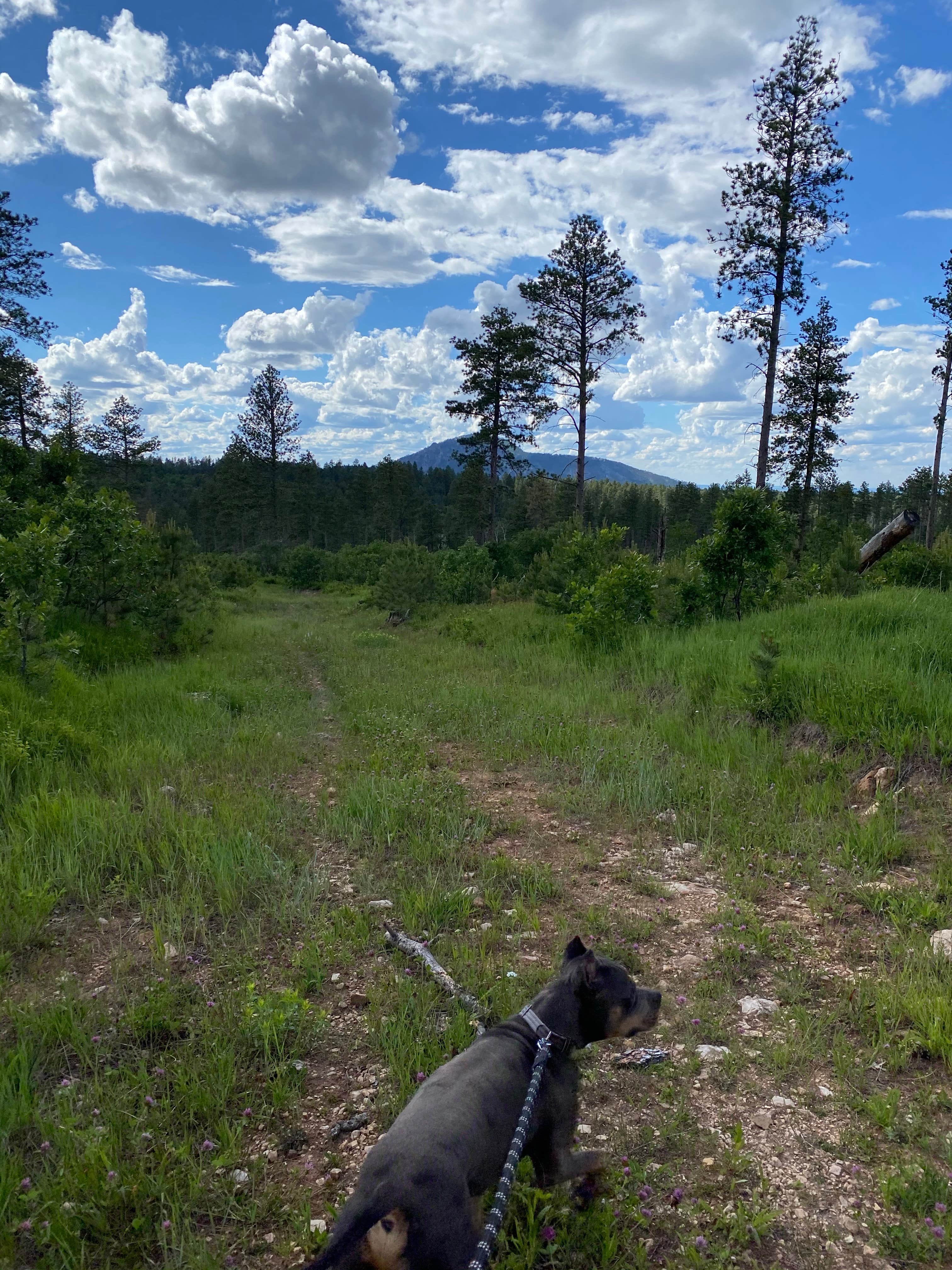 Hannah P.'s photo of camping with pets at Free dry camping near Devils Tower National Monument