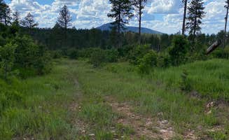 Hannah P.'s photo of camping with pets at Free dry camping near Beulah, WY