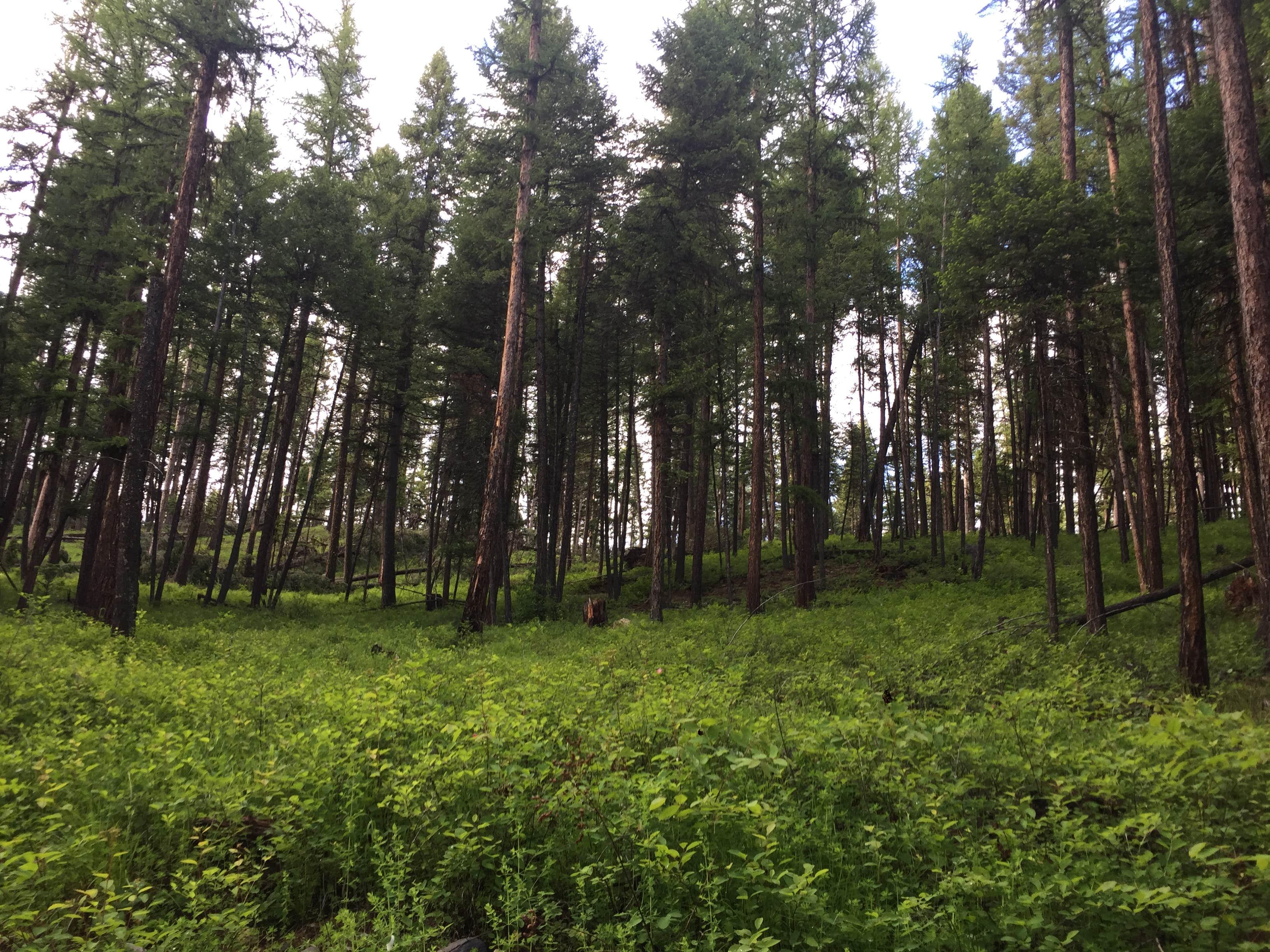 Camper-submitted photo at Whitefish Bike Retreat near Olney, MT