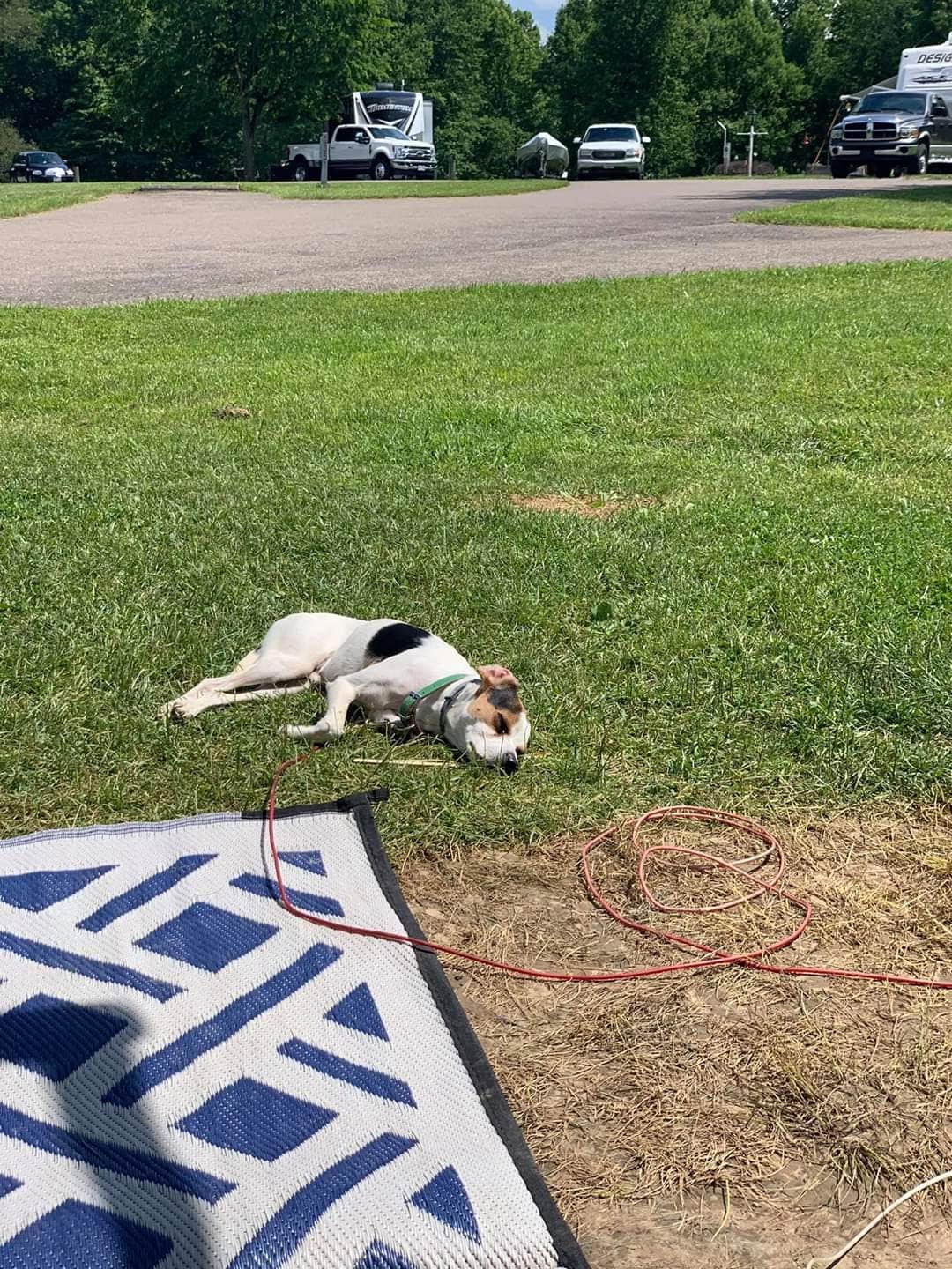 Jay B.'s photo of camping with pets at Salt Fork State Park Campground near St. Clairsville, OH