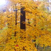 Review photo of Dr. Edmund A. Babler Memorial State Park Campground by Nancy W., October 31, 2017
