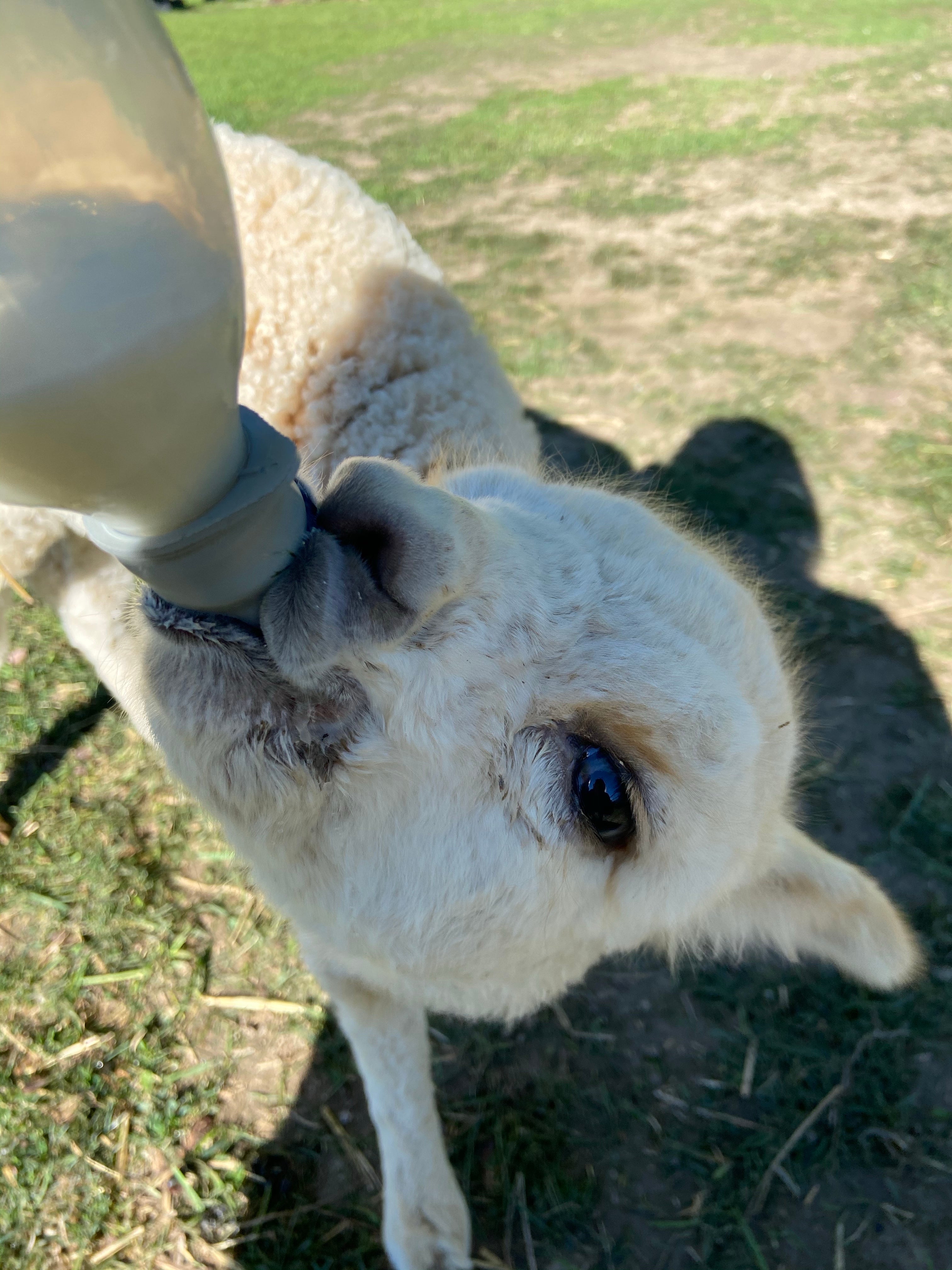Camper submitted image from Windbreak Farm Alpacas - 2