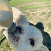 Review photo of Windbreak Farm Alpacas by Janece M., June 24, 2020