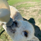 Review photo of Windbreak Farm Alpacas by Janece M., June 24, 2020