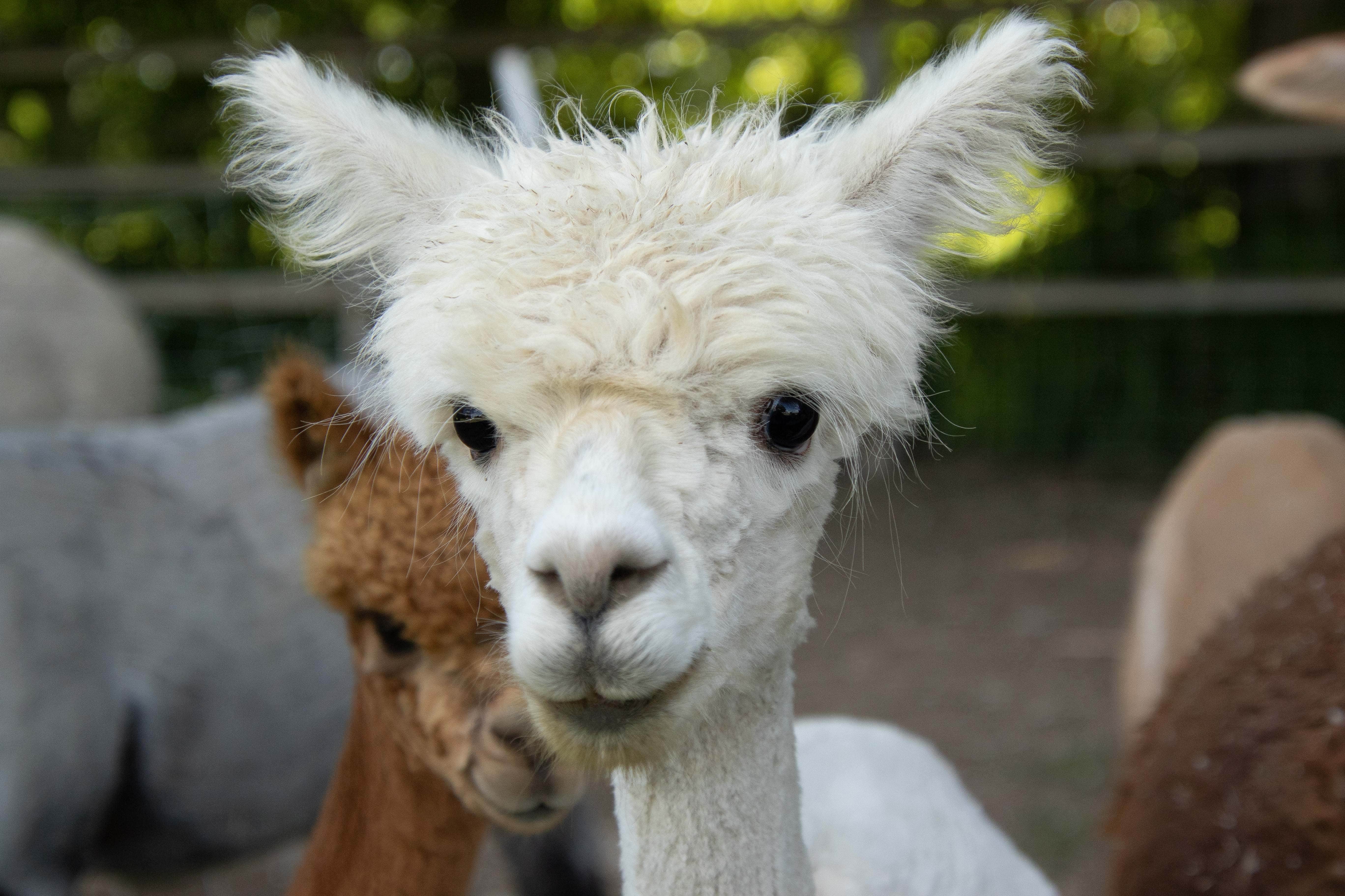 Janece M.'s photo of camping with pets at Windbreak Farm Alpacas near Idaho Falls, ID