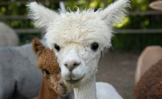 Janece M.'s photo of camping with pets at Windbreak Farm Alpacas near Idaho Falls, ID