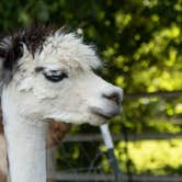 Review photo of Windbreak Farm Alpacas by Janece M., June 24, 2020