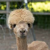 Review photo of Windbreak Farm Alpacas by Janece M., June 24, 2020