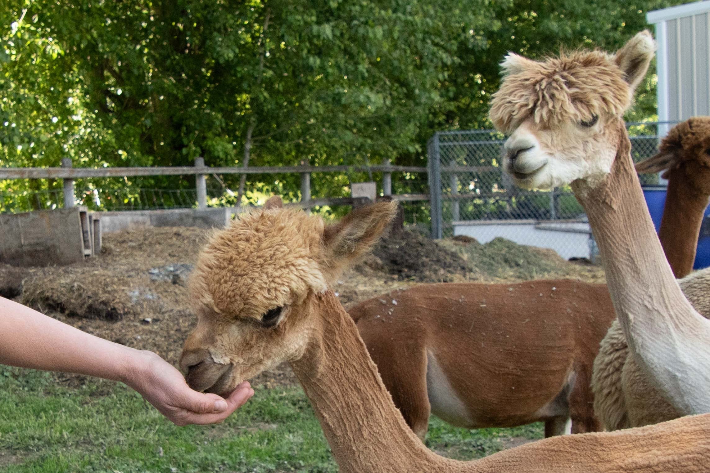 Camper submitted image from Windbreak Farm Alpacas - 4