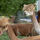 Review photo of Windbreak Farm Alpacas by Janece M., June 24, 2020