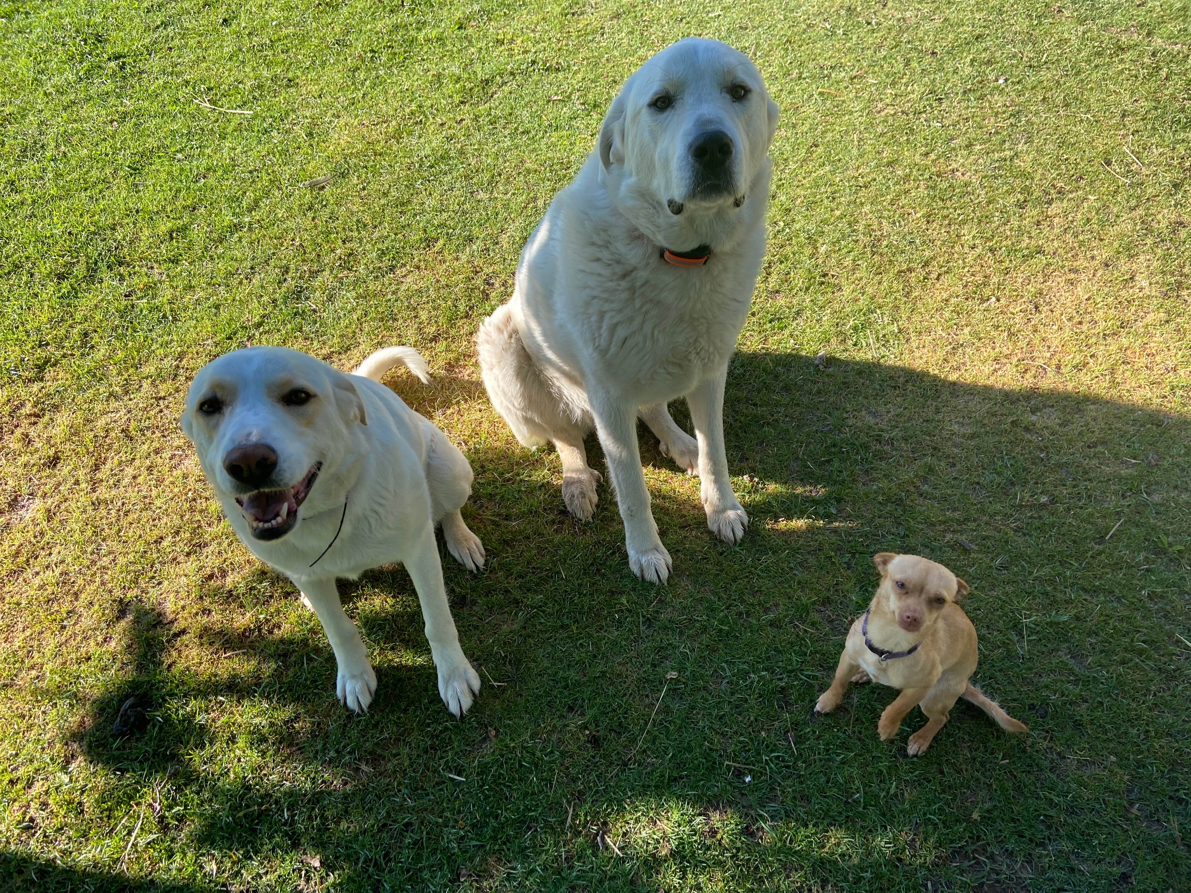 Windbreak Farm Alpacas