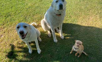 Janece M.'s photo of camping with pets at Windbreak Farm Alpacas near Saint Anthony, ID