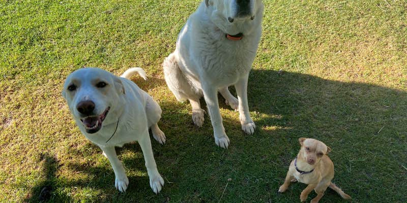 Camper submitted image from Windbreak Farm Alpacas