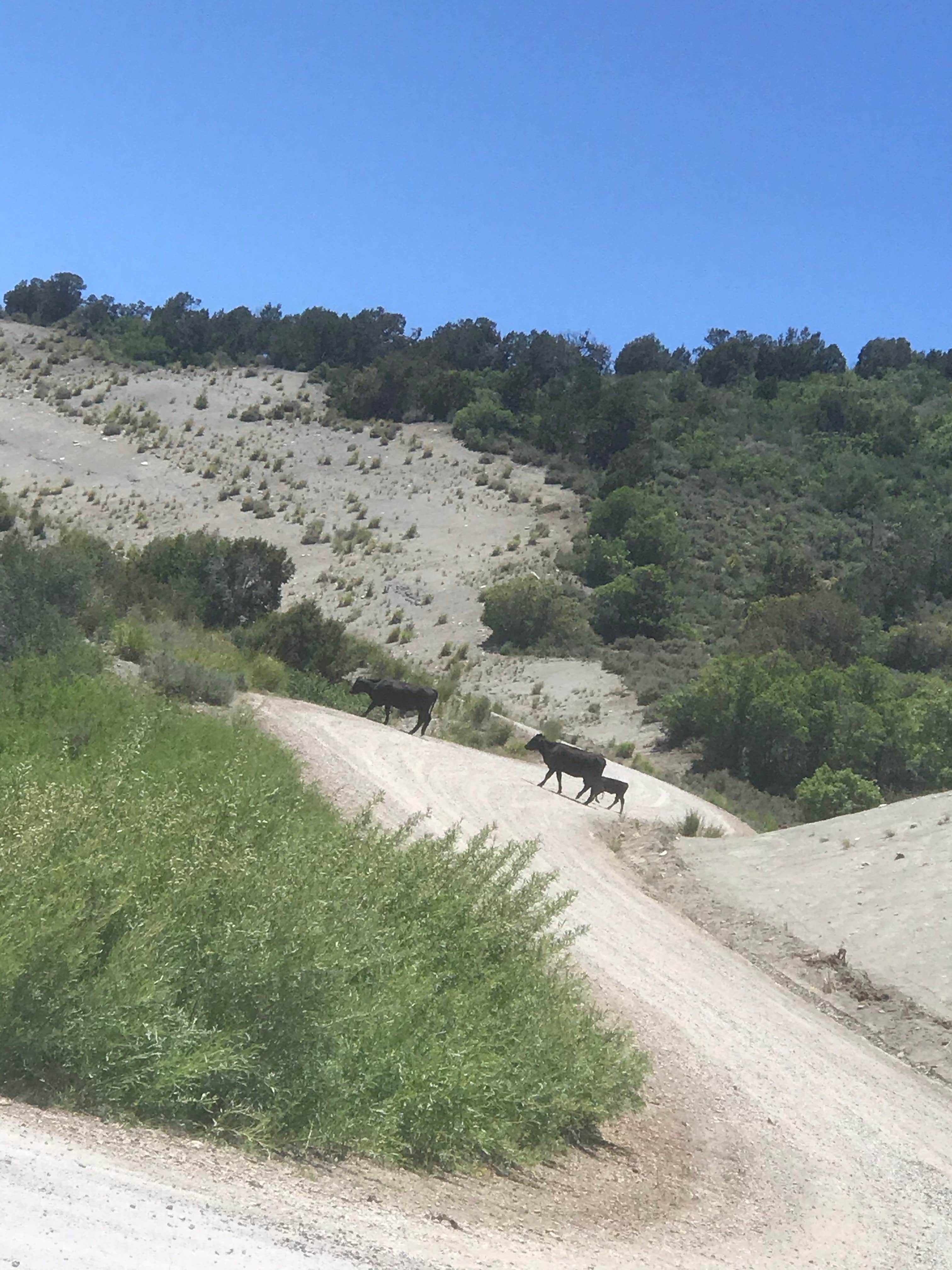Zoe S.'s photo of camping with pets at Diamond Fork near Spanish Fork, UT