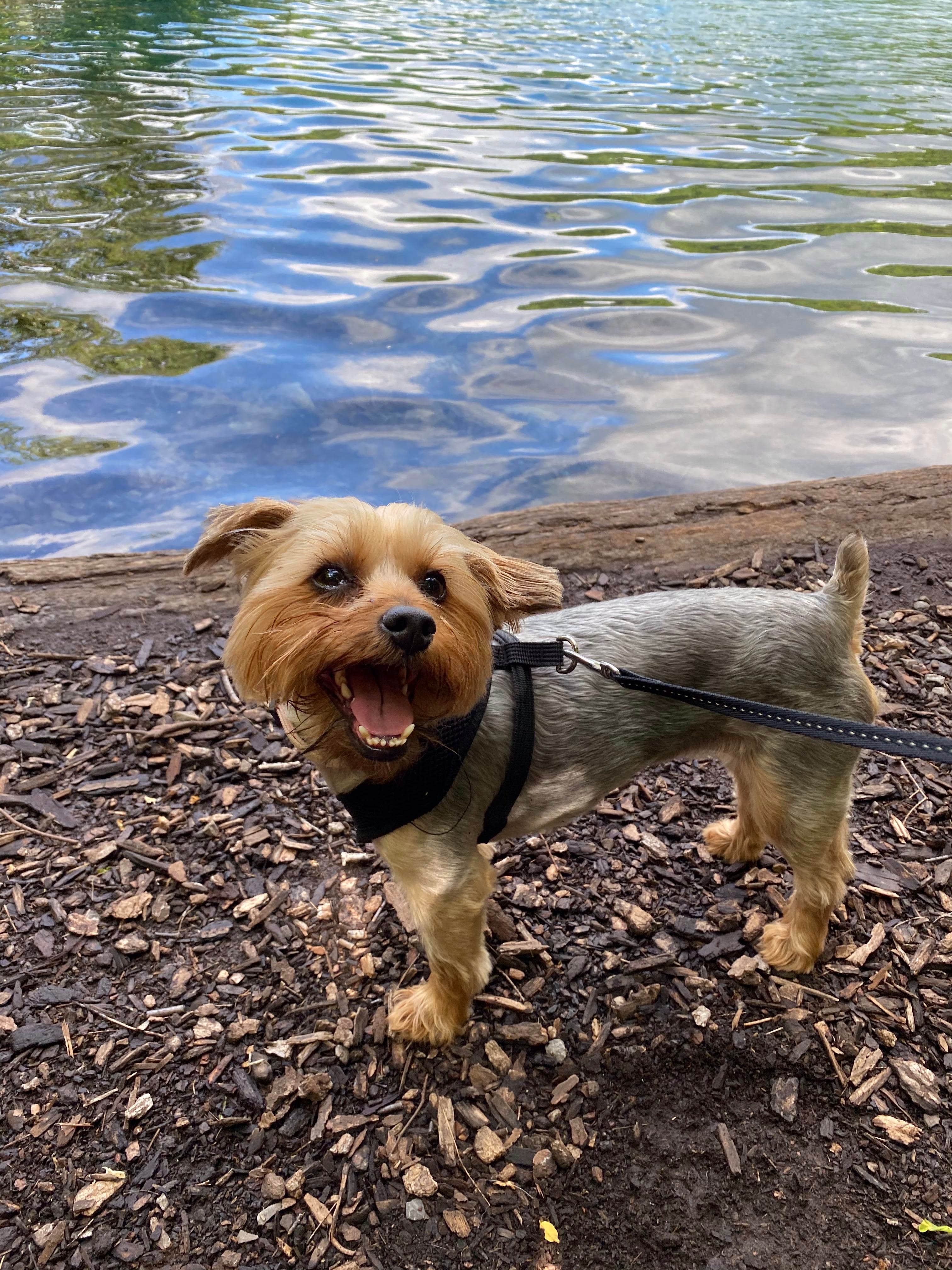 Kelly J.'s photo of camping with pets at Green Lakes State Park Campground near Lacona, NY