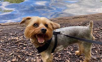Kelly J.'s photo of camping with pets at Green Lakes State Park Campground near Baldwinsville, NY