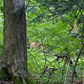 Review photo of Green Lakes State Park Campground by Kelly J., June 24, 2020