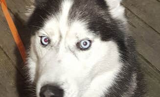 Steve H.'s photo of camping with pets at Stoney Creek RV Park near Cooper Landing, AK