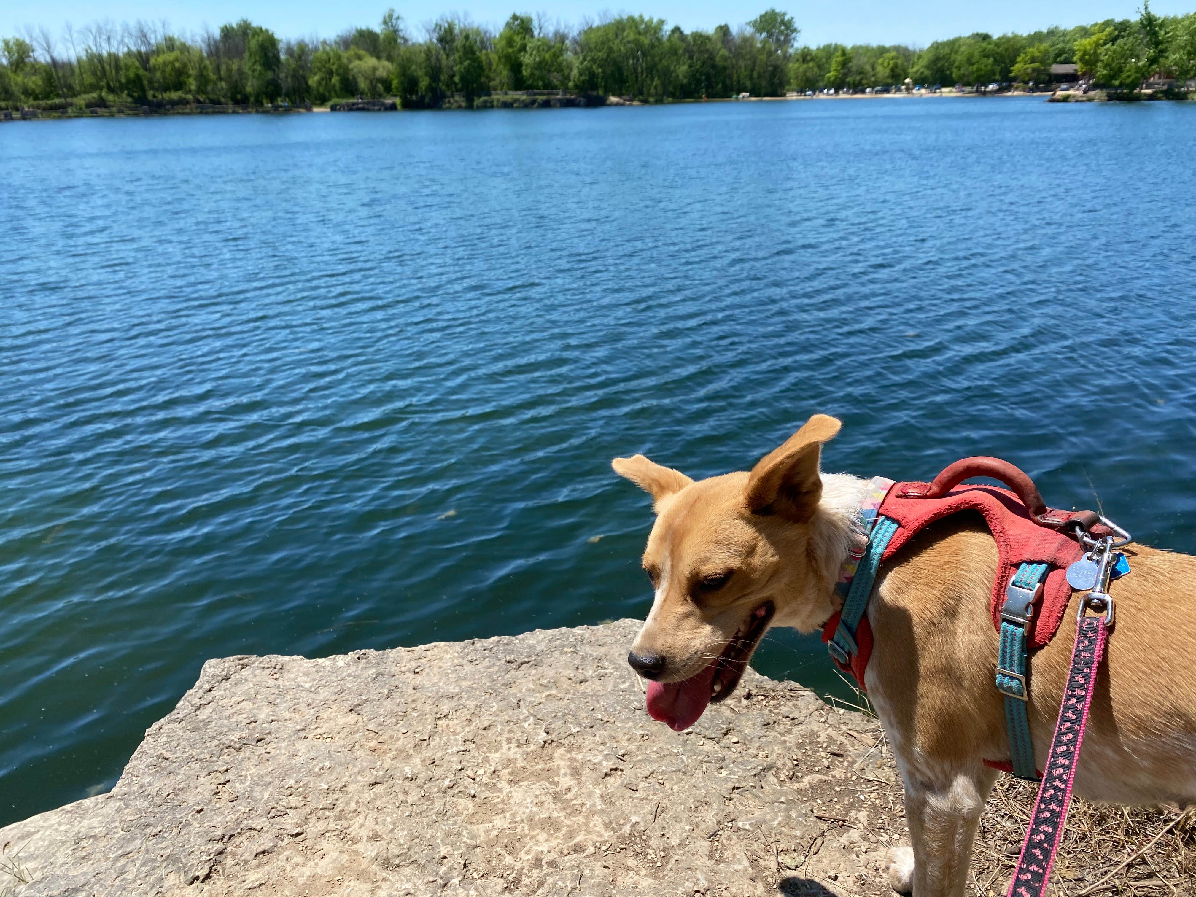 Matt N.'s photo of camping with pets at Menomonee Park by Waukesha County Parks near Wauwatosa, WI