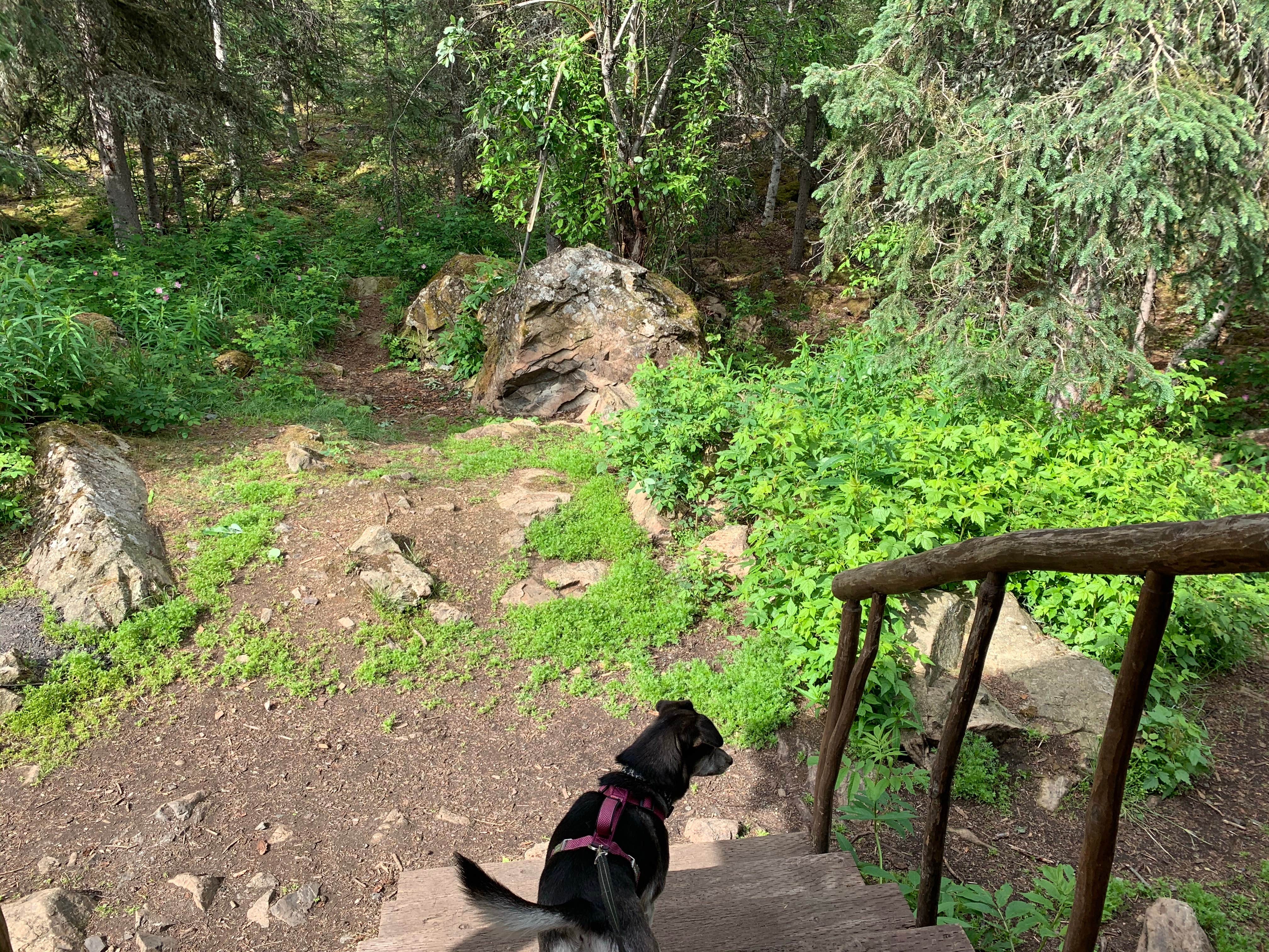 Tanya B.'s photo of camping with pets at Eagle River Nature Center (public use cabins/yurts) near Elmendorf Air Force Base, AK