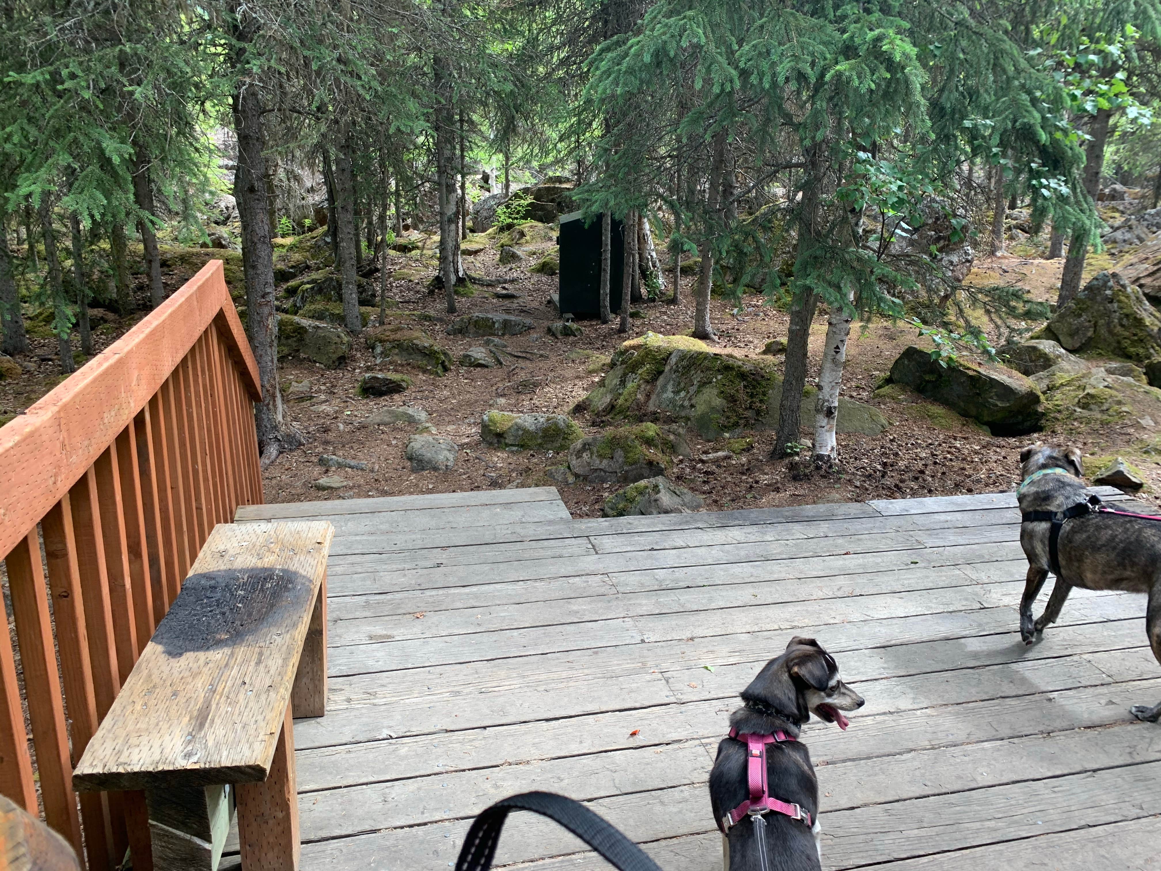 Tanya B.'s photo of camping with pets at Eagle River Nature Center (public use cabins/yurts) near Eagle River, AK