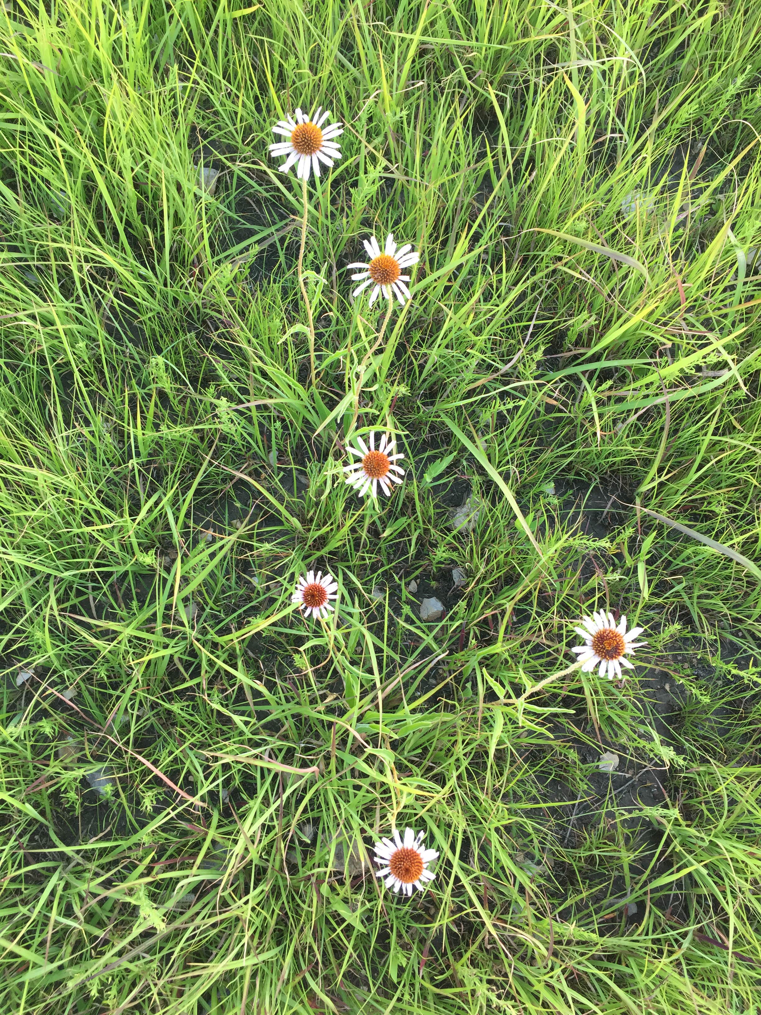 Camper-submitted photo at Chase State Fishing Lake near Strong City, KS