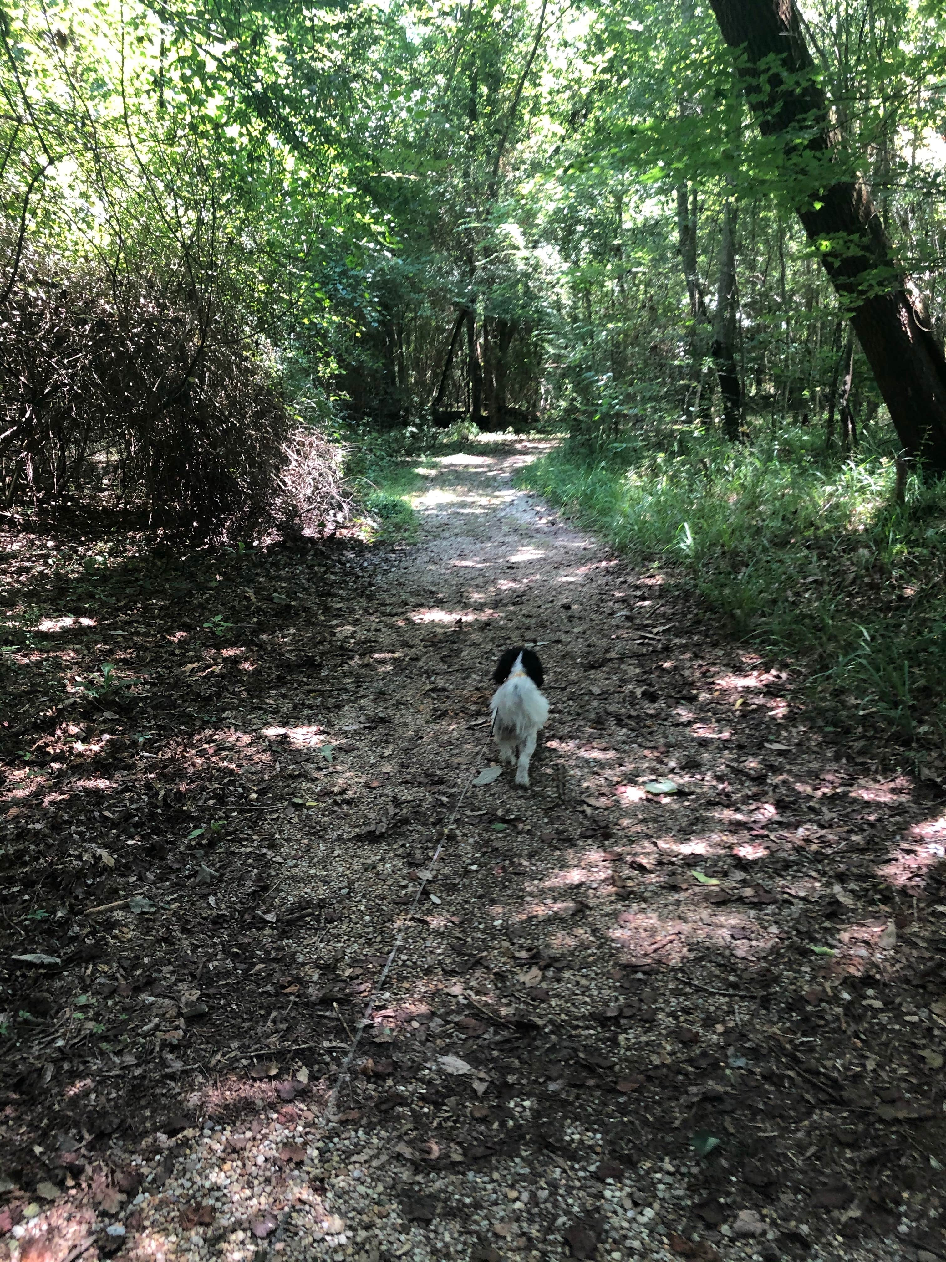 Tara L.'s photo of camping with pets at Indian Creek Campground near Gloster, MS