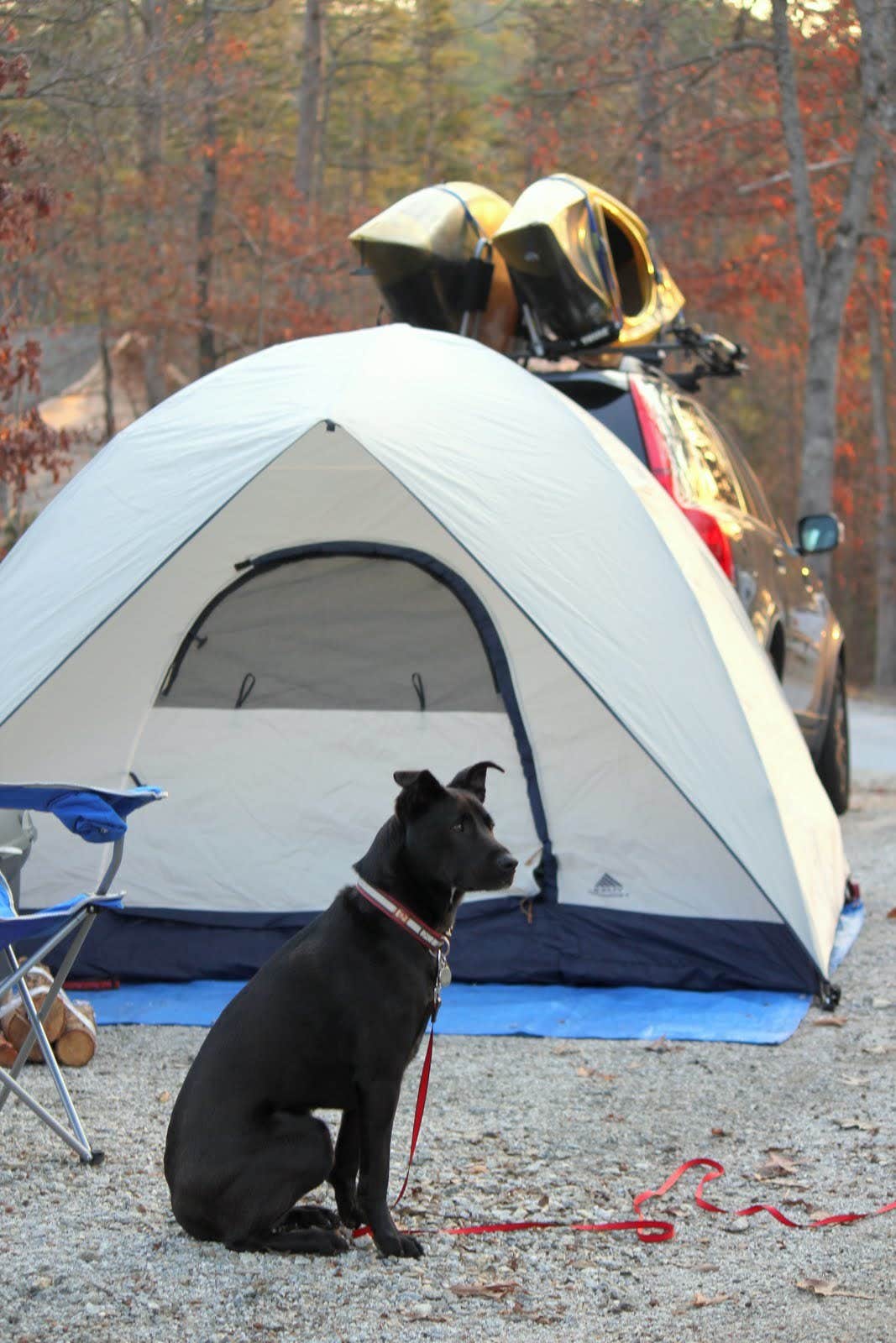 Jason I.'s photo of camping with pets at Tallulah Gorge State Park Campground near Lavonia, GA